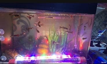 beta balığı qiymət: 2 eded avkarium satilir komplekt sekildedi her birinin ici tam doludu — 3
