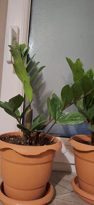 şaxtagülü qiyməti: Zamioculcas (dollar gülü).Qiymet 10 manat — 2