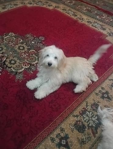 kreditle it satisi: Malta bolonka, 4 ay, Dişi — 1