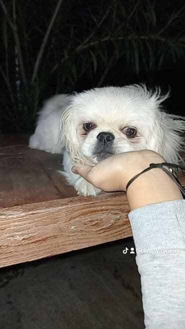 pekines itleri qiymeti: Pekines, 7 ay, Dişi, Peyvəndli, Ödənişli çatdırılma — 3