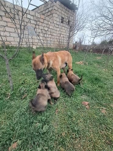 itler kangal: Belçika çoban iti, 1 ay, Dişi, Peyvəndli, Ünvandan götürmə, Pulsuz çatdırılma — 5