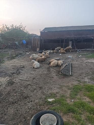 belçika ovçarkası: Diri çeki 10 manat kesilme 20 manat beylaqan sortudu her çekide var — 3
