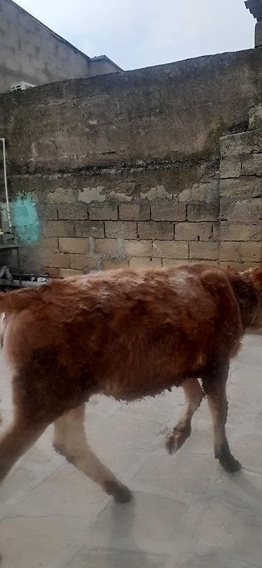 9ayliq disi danadi simentaldi oz danamdi alverci deyil.1300manat.qobu lalafo.az -da 9ayliq disi danadi simentaldi oz danamdi alverci deyil.1300manat.qobu