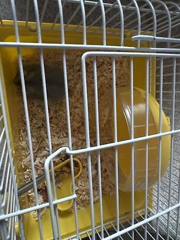 cuce qefesi: Kiçik heyvan dəsti – cüce hamster və qəfəsi - Növ: cüce hamster (boz — 2