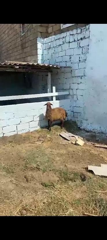 Qoyunlar, qoçlar: Qarın doğub şişək satılır istəyən olsa yazsın videosunu atım baxın — 7