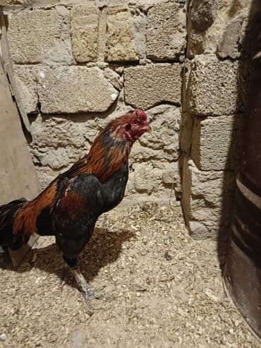 qurd əleyhinə dərmanlar: Cinsi yapon 1 yaş yarımlıq heyvandı problemsiz heyvandı yoxlamışam — 2