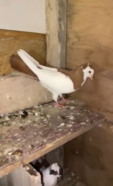 сколько стоит миниатюрный пудель: Məhsul: Göyərçin (iki rəngli – ağ və qırmızı-qəhvəyi) Təsvir: - Nadir — 1