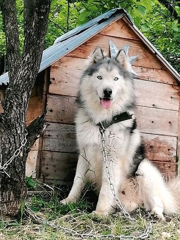 Xaski, 2 il, Erkek, Cütləşmə üçün lalafo.az -da Xaski, 2 il, Erkek, Cütləşmə üçün