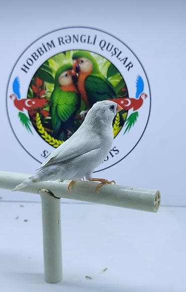 Ağ rəngli dekorativ kanareyka/quş - Tamamilə ağ tüklü, zərif və sakit