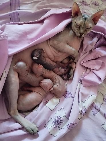 Sfinks, Yaxşı əllərə, Ünvandan götürmə lalafo.az -da Sfinks, Yaxşı əllərə, Ünvandan götürmə