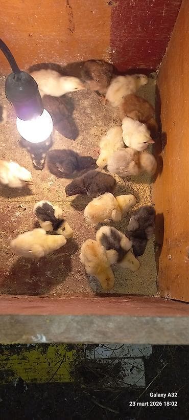 Gəmiricilər: Toyuq cücələri, Damazlıq — 1