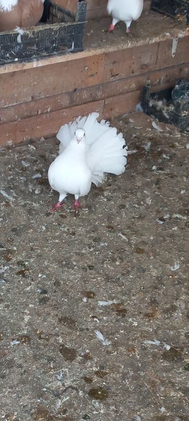 qasqaldag qusu: Erkeydi 10 manata — 1