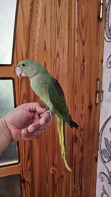 ev goyərcinləri: Aleksandr (parrot) cinsiyyəti dişidir əl quşudur– yaşıl tonlarda, uzun — 5