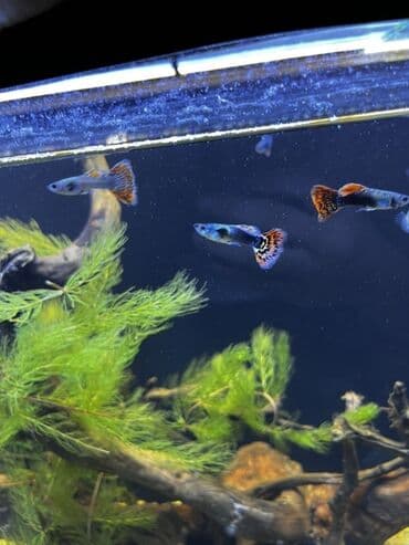 akvarium bitkileri: Dördbucaq akvarium, Boş, 3 l, Ödənişli çatdırılma — 3