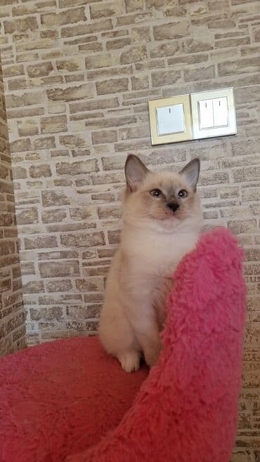 ağ pişiy: Dişi, Pulsuz çatdırılma — 8