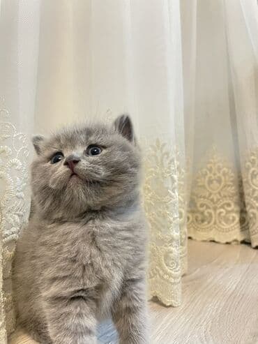 şirin pişik: Британская, Самка — 2