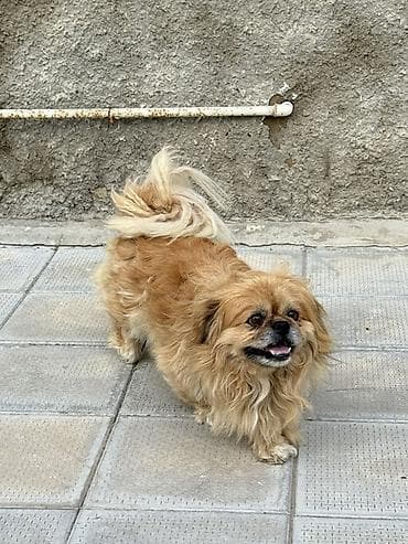Pekines