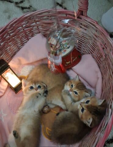 Ножи: Золотая шиншилла, Самка, В добрые руки, Самовывоз, Платная доставка — 1