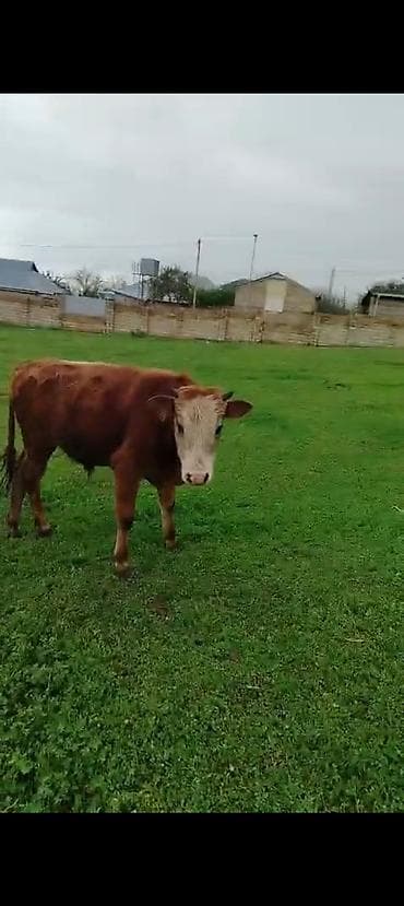 Sağlam çöl heyvanlarıdır1500 deyilir