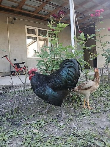 heyvanlara verilən adlar: Avstrolorp ailesi 1 xoruz 2 fere qurd dermani cicek vaksini. Cumo — 6