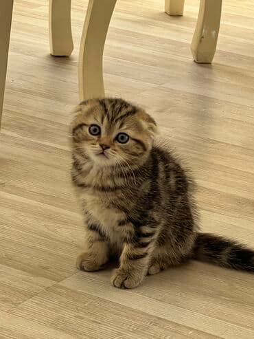 pişik şəkilləri: Şotland yastı qulaq, Erkək, Dişi, Yaxşı əllərə — 5