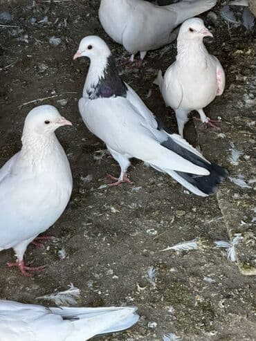 itler pikines type 1: Mayadi 1 ay olar tutmusam qiymet sondu!! Fatmayidadi — 2