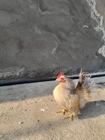 cuce ve xoruz temsili: Serama satılır tək oldugu ücün bu qiymətə qoyulub — 4