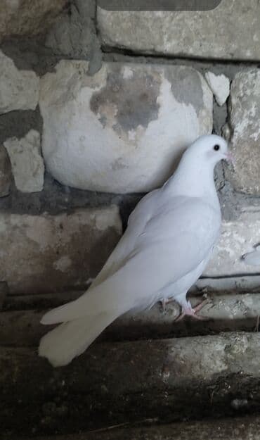 Daraq panellər: 3 də erkeydi ünvan Qazax Təsvir: - Rəng: tam ağ lələklər, qara gözlü — 4