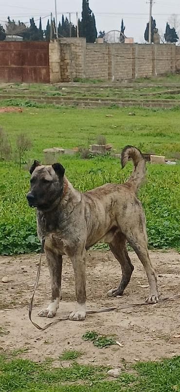 Qurdbasar, 2 il, Erkek, Peyvəndli lalafo.az -da Qurdbasar, 2 il, Erkek, Peyvəndli