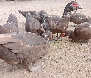 lal ördək: Salam 5 disi 3 ərkeydi heyvanar yumurtdayir tek tek disiler 30 çanat — 3