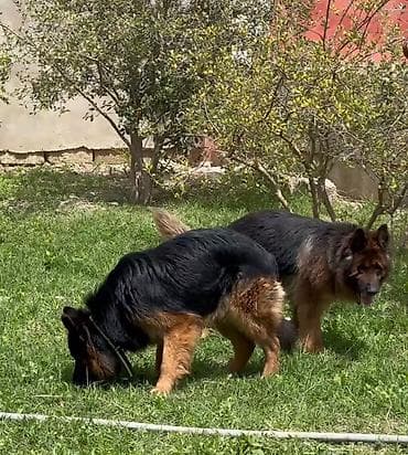 itlerin davasi: Alman çoban iti, Peyvəndli — 1