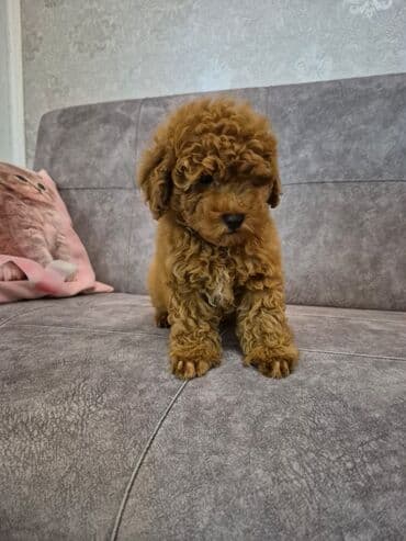 pudel it cinsi: Pudel — 1