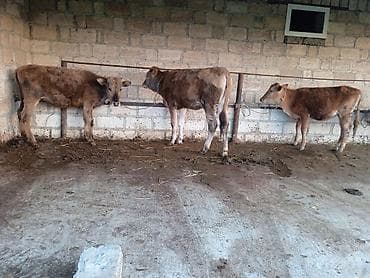 qaz balası satilir: 3 baş saxlanmalı dişi dana qiymet hamsina göre yazilib real alıcıya — 1