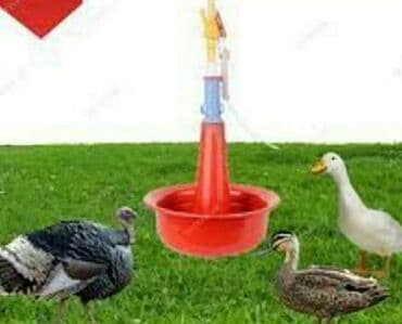 pişik su qabı: Yem qabı, Su üçün, Quşlar üçün, Ünvandan götürmə, Pulsuz çatdırılma, Ödənişli çatdırılma — 1