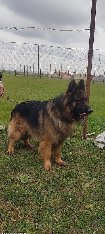 en boyuk itler: Alman çoban iti, Erkek — 1