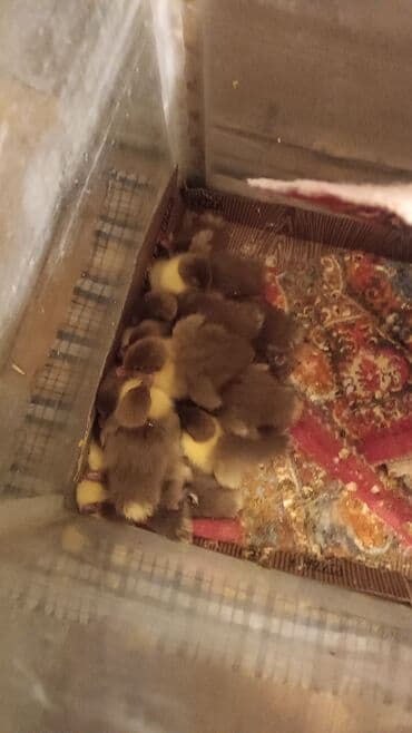 Digər kənd təsərrüfatı heyvanları: Lal ordek balalari krasnodar sortu . giymet 1 denesine ayitdi — 2