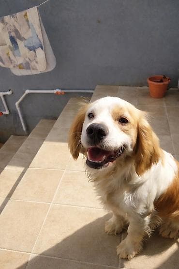 Koker spaniyel lalafo.az -da Koker spaniyel