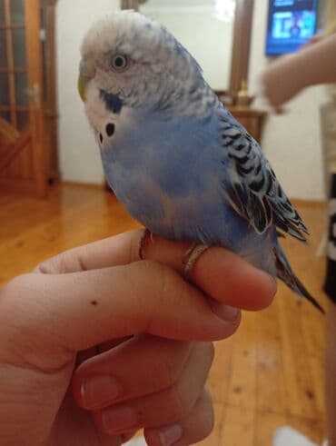 Nömrəli dalmatin naxışlı, mavi-ağ rəng çalarını daşıyan dalğalı lalafo.az -da Nömrəli dalmatin naxışlı, mavi-ağ rəng çalarını daşıyan dalğalı