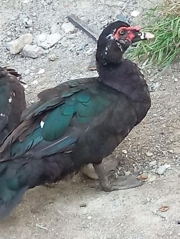 lal ördək: Musk ördəkləri (qara-yaşıl parıltılı lələklər, qırmızı üz — 7