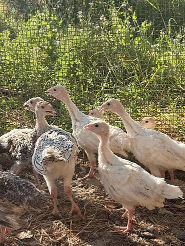 rengli cuce: Hinduşka cücələri – yerli təsərrüfatdan - Növ: hinduşka (qarışıq — 1