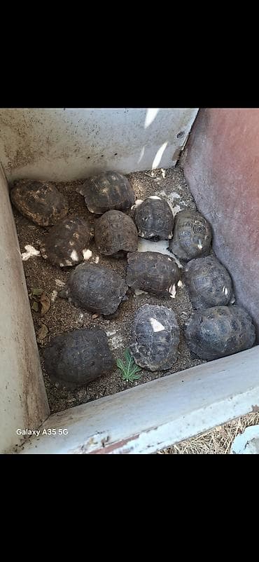 dekor patalok: Quruda yaşayan tısbağalar – bir neçə fərqli ölçüdə (təxminən ovuc — 1