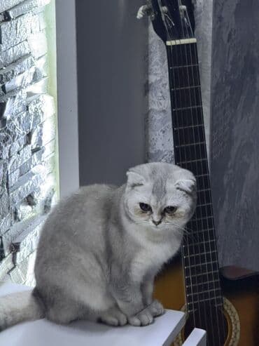 pişik şotland: Şotland yastı qulaq — 2