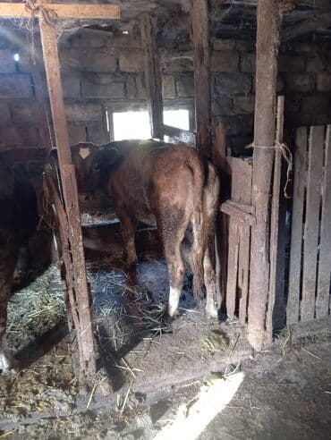 ingilis setter it cinsinin digər adı: Satışda – yerli mal-qara təsərrüfatı üçün sağlam danadır — 5