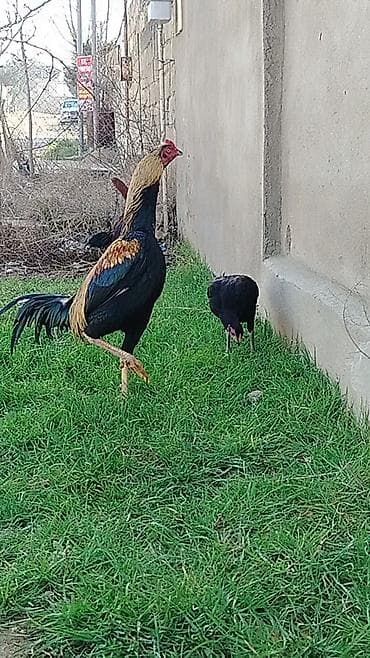 Məhsul: Uzunayaqlı yerli döyüş tipli xoruz və toyuqlar, tam sağlam lalafo.az -da Məhsul: Uzunayaqlı yerli döyüş tipli xoruz və toyuqlar, tam sağlam