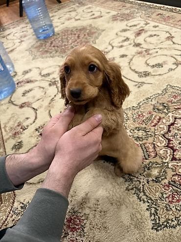 coban itləri: Koker spaniyel, 3 ay, Erkek, Peyvəndli, Ünvandan götürmə, Pulsuz çatdırılma — 4