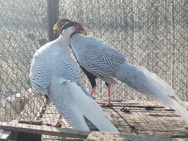 heyvanlara verilen xususi adlar: Məhsul: kral və gümüş fazanlar. Təsvir: - Nadir dekorativ quş növü — 2