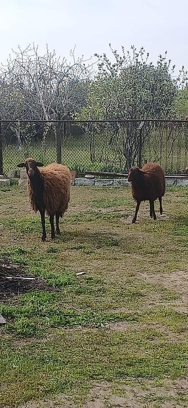 qoyun itləri: Salam ana bala qoyun satıram təmiz mor karaman cinsidilər ana bala — 9