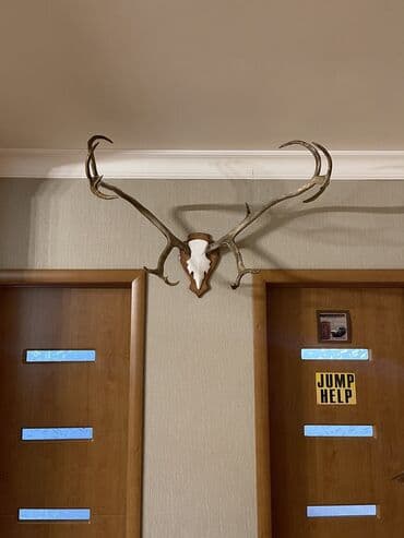 monqolustan quzu əti: Maral buynuzu, оленьи рога — 5