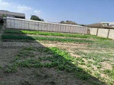 xacmazda torpaq: Kənd təsərrüfatı — 11