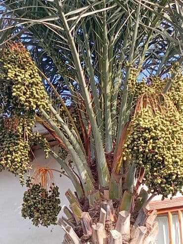 Buket güllər: İran Xurmasi — 7